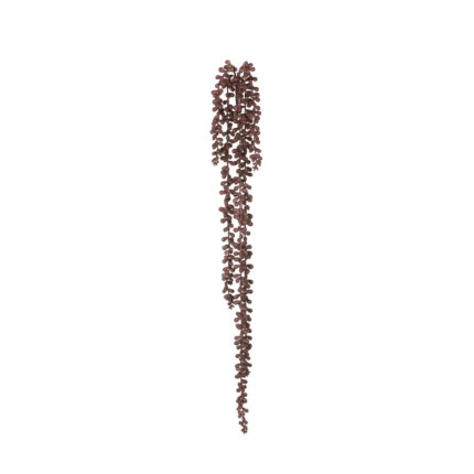 SENECIO COLGANTE