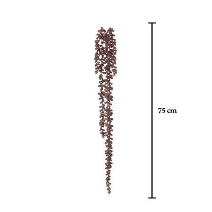 SENECIO COLGANTE