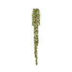 SENECIO COLGANTE