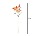 VARA LILIUM MDN