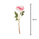 CAMELIA X1*FUXIA