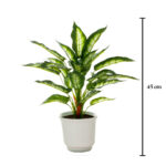 PLANTA DIAFENBACHIA