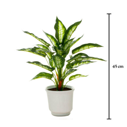 PLANTA DIAFENBACHIA