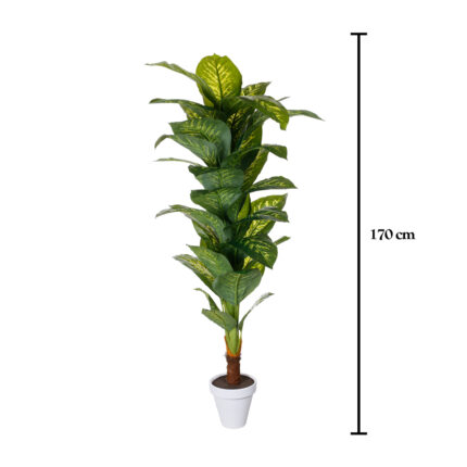 PLANTA PLT DIEFEMBAQUIA 1.70MT