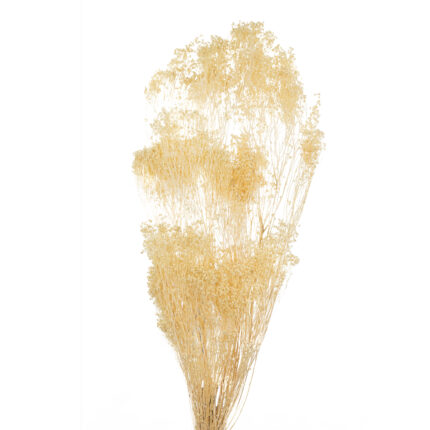 BROOMS PRESS (00) *BLANCO