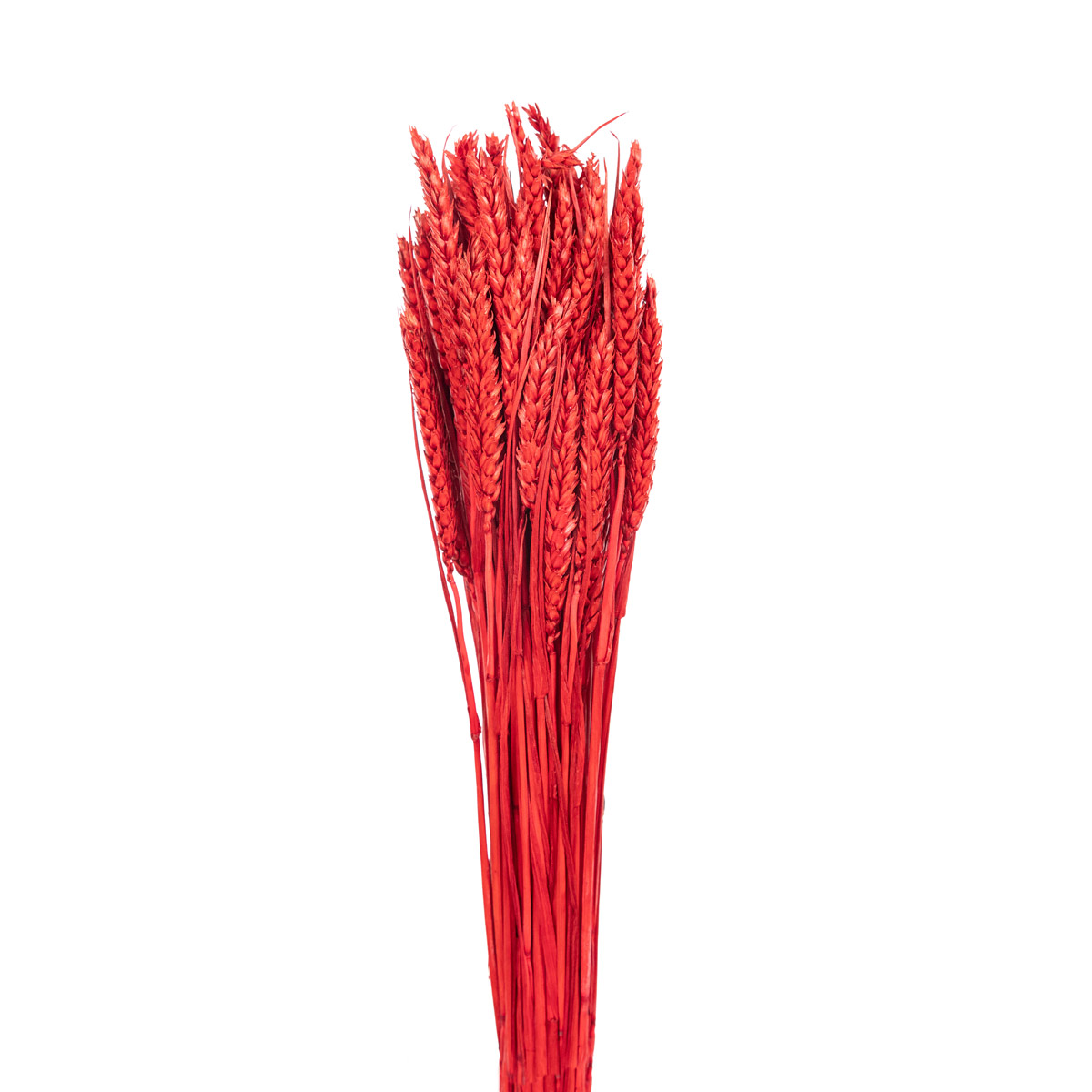 000.016-2.jpg TRIGO FLO (54) *ROJO
