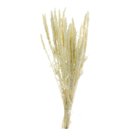AMARANTHUS PRES (00) *BLANCO