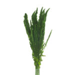 AMARANTHUS PRES