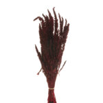 AMARANTHUS PRES