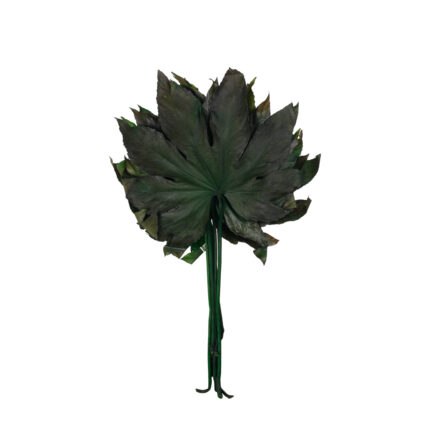 ARALIA PRES.