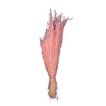 AGROSTIS (40) *ROSA
