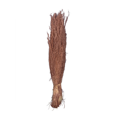 AGROSTIS