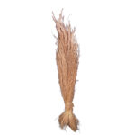 AGROSTIS