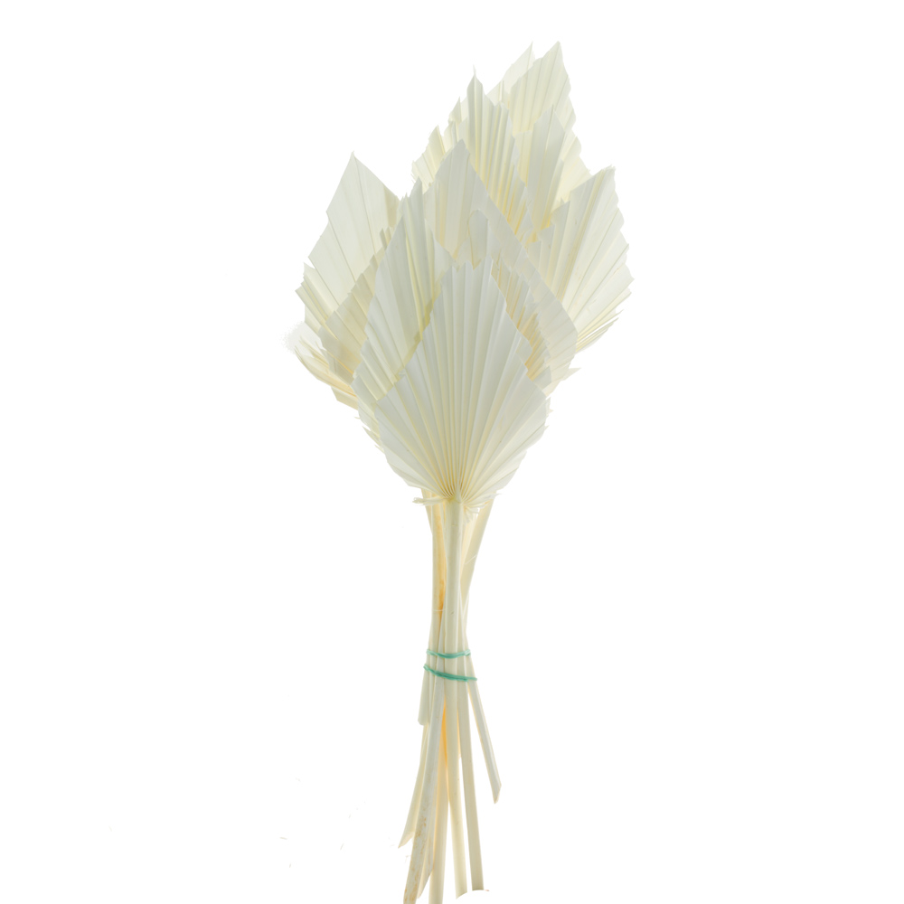 000.215-0.jpg PALM SPEAR