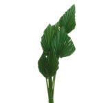 PALM SPEAR