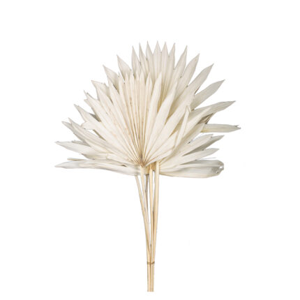 PALM SUN 60x15CM