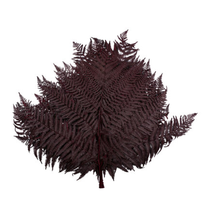 HELECHO BRACKEN PRES (57) *CHOCOLATE