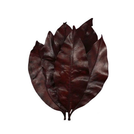 HOJA MAGNOLIA PRES