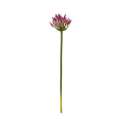 BOUVARDIA SPRAY