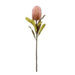VARA BANKSIA (2) *ROSA