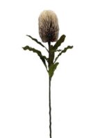 VARA BANKSIA