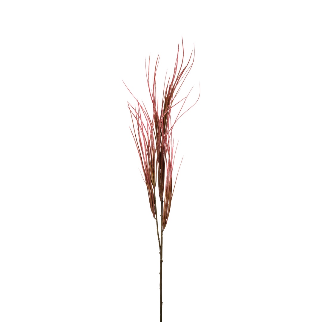 012644-16.jpg VARA ONION GRASS (2) *ROSA