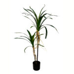 PLANTA YUCCA X2 TRONCOS 120CM *V.OSCURO