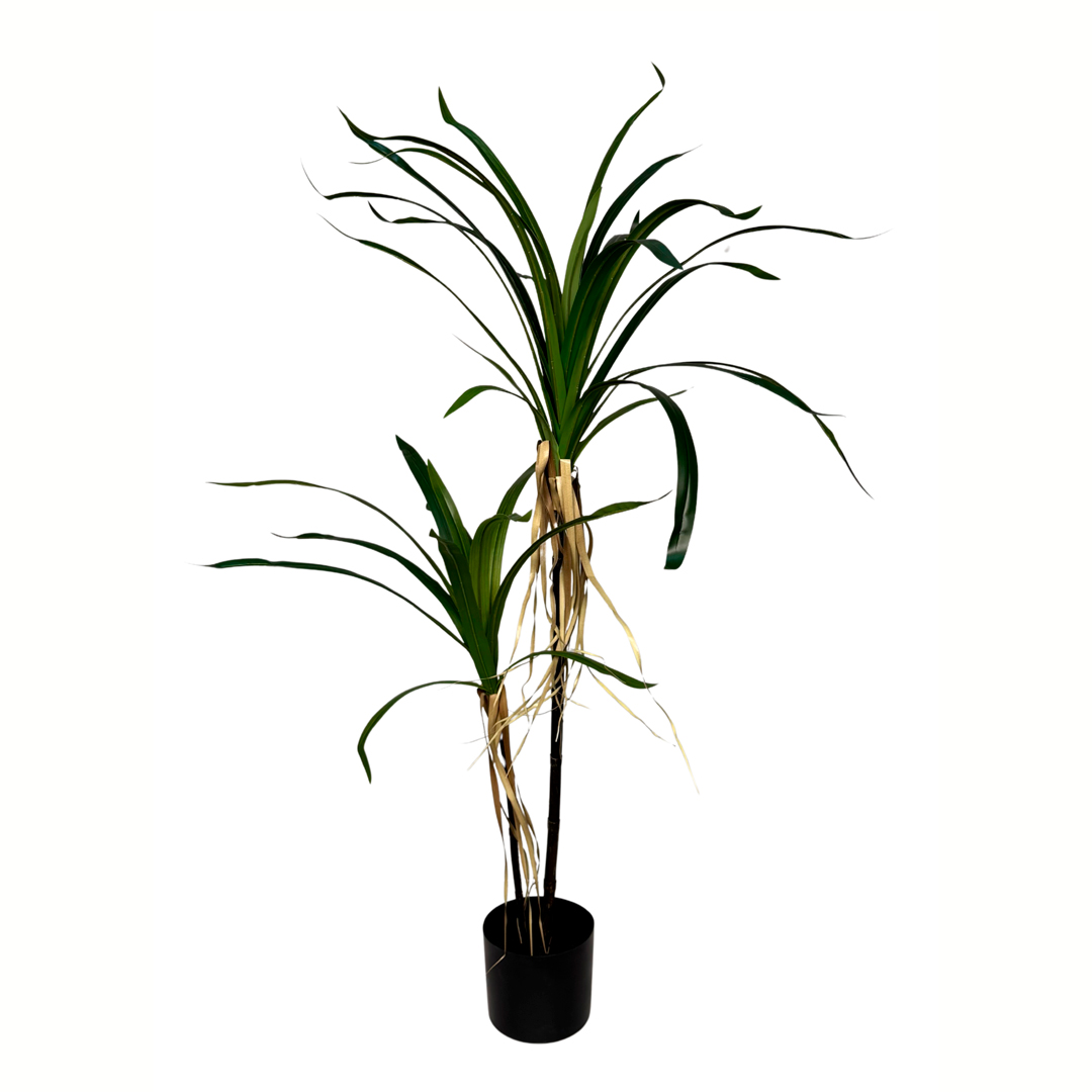 012696-19.jpg PLANTA YUCCA X2 TRONCOS 120CM *V.OSCURO
