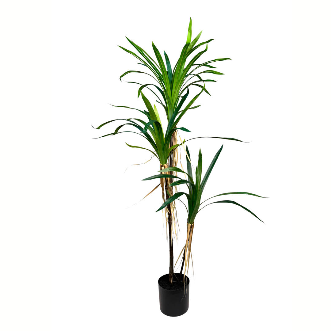 012697-19.jpg PLANTA YUCCA X3 TRONCOS 150CM *V.OSCURO