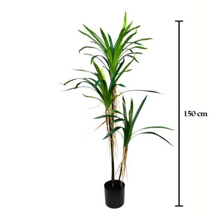 PLANTA YUCCA X3 TRONCOS 150CM *V.OSCURO