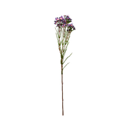 VARA FLOR DE CERA *PURPURA