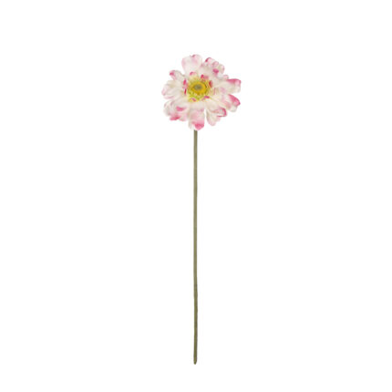 GERBERA ASIATICA X1