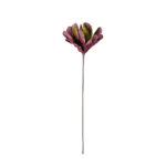 DALIA *FUXIA