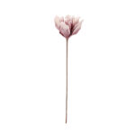DALIA *FUXIA