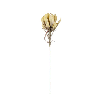 VARA PROTEA