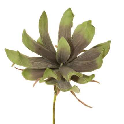 VARA PROTEA