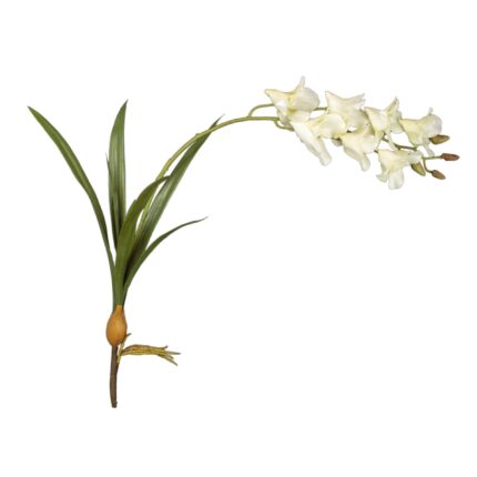 VARA DENOROBIUM *BLANCO