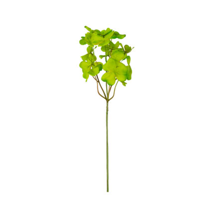 VARA TRIFOLIUM