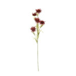 VARA CLEMATIS