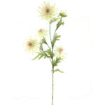 VARA CLEMATIS