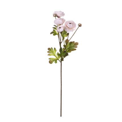 V.RANUNCULUS X4