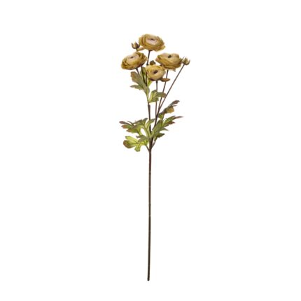 V.RANUNCULUS X4