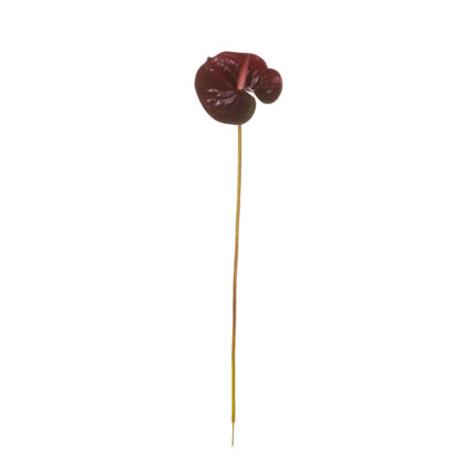 VARA ANTHURIUM REAL PQÑ 65CM