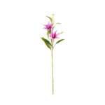 VARA LILIUM