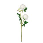 VARA ROSA CABBAGE *BLANCO