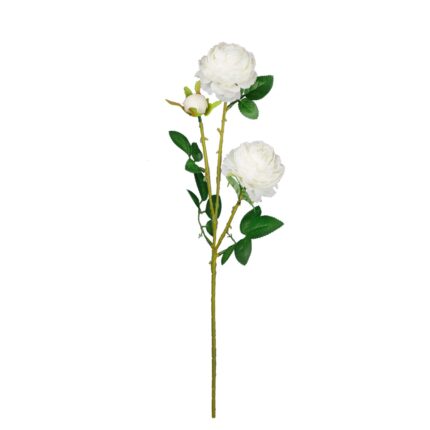 VARA ROSA CABBAGE *BLANCO