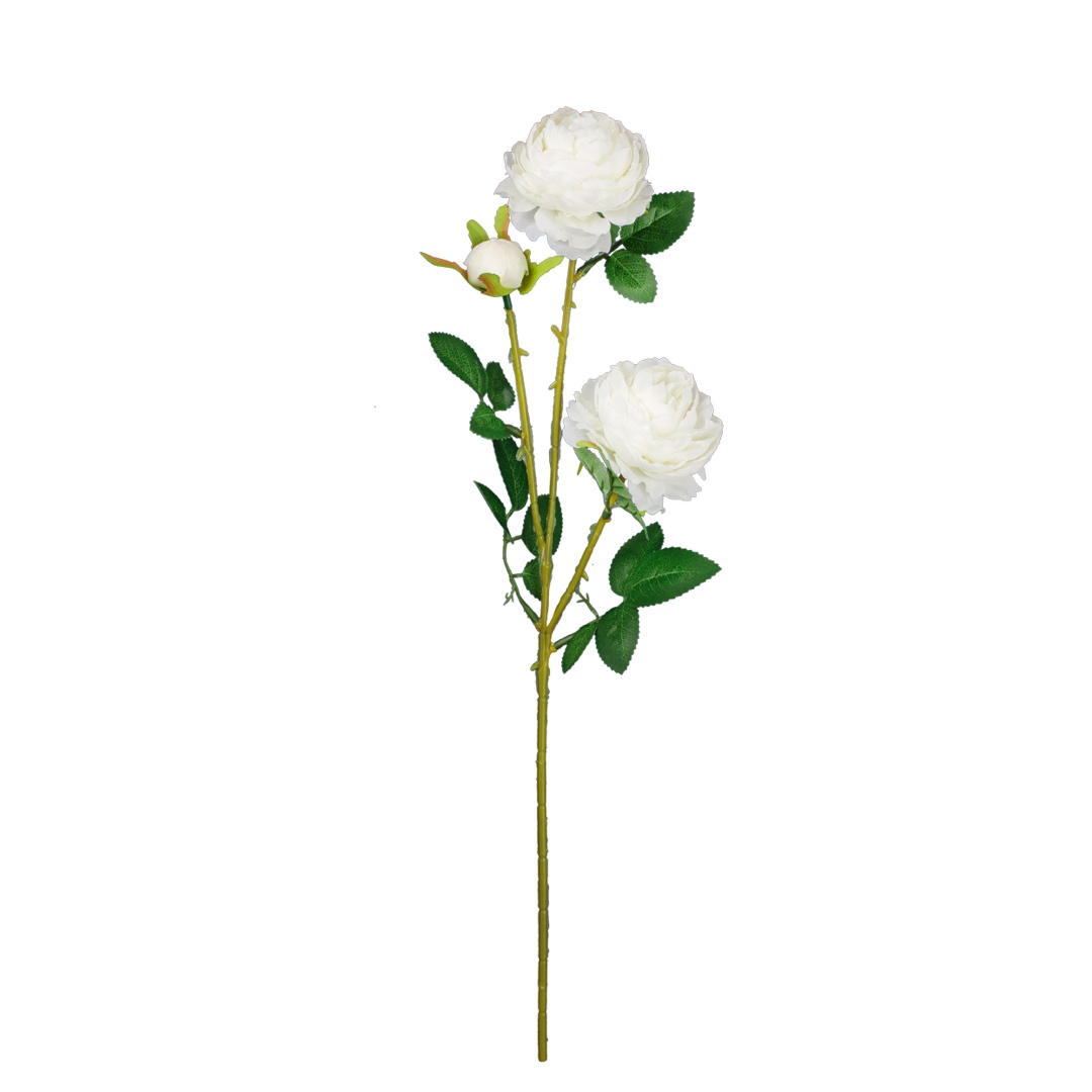 3055-0.jpg VARA ROSA CABBAGE *BLANCO