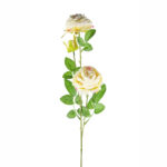 VARA ROSA CABBAGE