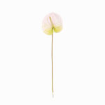 ANTHURIUM GRANDE