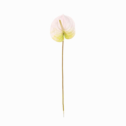 ANTHURIUM GRANDE